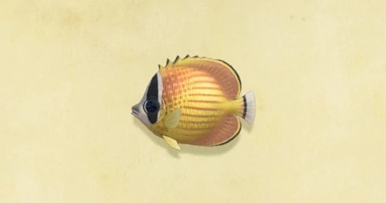 Butterfly Fish Animal Crossing New Horizons